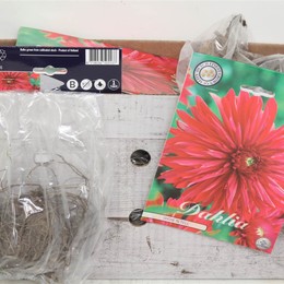 Цветочная луковица Георгин Кактус Шоу N Теллима X1 ( Flower bulb Dahlia Cactus Show N Tellima X1 ) H