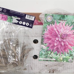 Цветочная луковица Георгин Кактус Сэр Альфредс Рэмси X1 ( Flower bulb Dahlia Cactus Sir Alfreds Rams