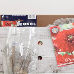 Цветочная луковица Георгин Деко Во Всех Направлениях X1 ( Flower bulb Dahlia Deco All Directions X1