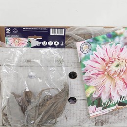 Цветочная луковица Георгин Деко Авиньон X1 ( Flower bulb Dahlia Deco Avignon X1 ) H 20 см