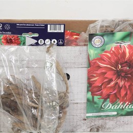 Цветочная луковица Георгин Деко Богемский Спартак X1 ( Flower bulb Dahlia Deco Bohemian Spartacus X1