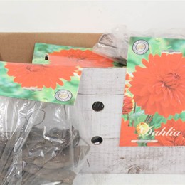 Цветочная луковица Георгин Деко Садовое Чудо X1 ( Flower bulb Dahlia Deco Garden Wonder X1 ) H 20 см
