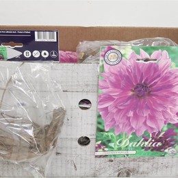 Цветочная луковица Георгин Деко Лавандовые оборки X1 ( Flower bulb Dahlia Deco Lavender Ruffles X1 )