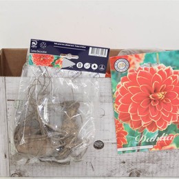 Цветочная луковица Георгин Деко Максим X1 ( Flower bulb Dahlia Deco Maxime X1 ) H 20 см