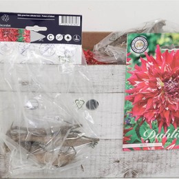 Цветочная луковица Георгин Деко Миф X1 ( Flower bulb Dahlia Deco Myth X1 ) H 20 см
