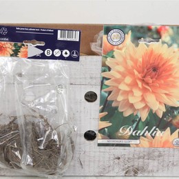 Цветочная луковица Георгин Деко Нордвейкс Слава X1 ( Flower bulb Dahlia Deco Noordwijks Glory X1 ) H