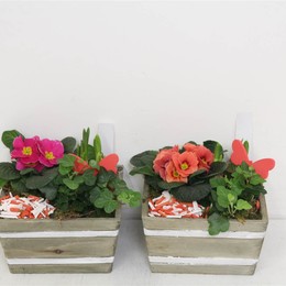 Композиция Садовые растения ( Compo Tuinplanten ) W 18 см H 25 см