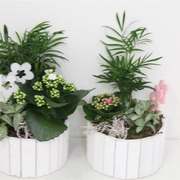 Композиция Комнатные растения ( Compo Kamerplanten ) W 19 см H 35 см
