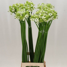 Ornithogalum Saundersiae (Орнитогалум Саундерсай) В95