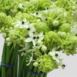 Ornithogalum sunshine (Орнитогалум Саншайн) В30