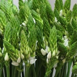 Ornithogalum Thyrsoides (Орнитогалум Турсоидес) В55