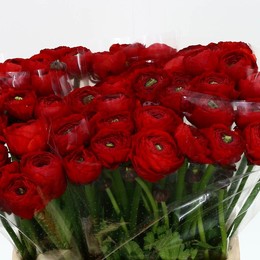Ranunculus elegance red(Ранункулюс элеганс ред)В35