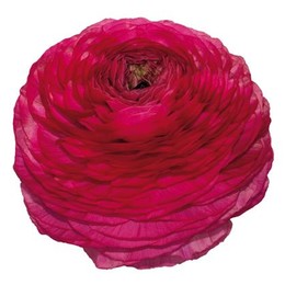 Ranunculus Hot Pink (Ранункулюс хот пинк) В45