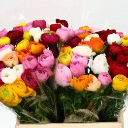 Ranunculus Gem In Bos (Ранункулюс Гем Ин Бос) В45