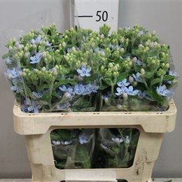Oxypetalum tanioka pure blue(Оксупеталум таниока пюр блу)В60