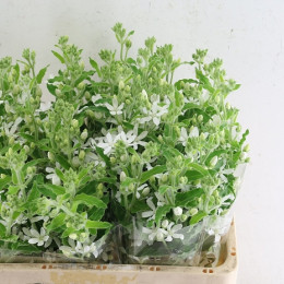 Oxypetalum Alba(Оксупеталум Альба) В50