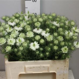 Nigella white lady (Нигелла вайт леди) В65
