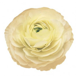 Ranunculus Cream (Ранункулюс Крем) В50