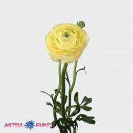 Ranunculus aazur yellow( Ранункулюс Азур Еллоу) В40