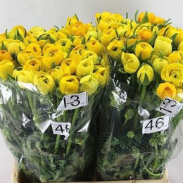Ranunculus elegance yellow(Ранункулюс элеганс еллоу)В46