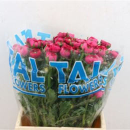 Ranunculus hot pink(Ранункулюс хот пинк)В35