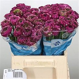 Ranunculus * Kloon Pon Pon Malva (Ранункулюс * Клун Пон Пон Малва) В45