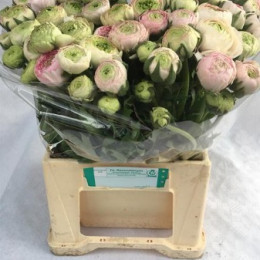 Ranunculus elegance pink  (Ранункулюс элеганс пинк ) В46