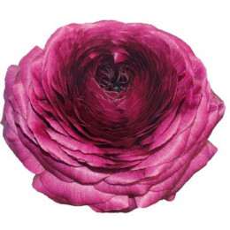 Ranunculus Burgundy (Ранункулюс Бургунди) В46