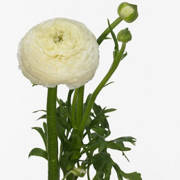 Ranunculus aazur white  (Ранункулюс Азур Вайт) В45