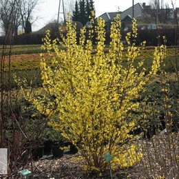 Форзиция средняя Goldrausch (Голдрауш)