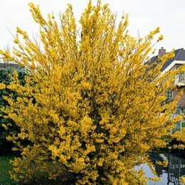 Форзиция средняя Spectabilis (Спектабилис)