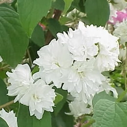 Чубушник Rosace (Розаце)