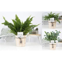 Папоротник, Смешанный С Чистым Деревом 5 ( Fern Mixed In Pure Wood 5 ) W 12 см H 35 см