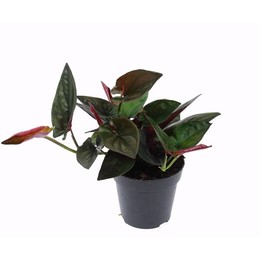 Сингониум Эритрофиллум "Красная стрела" ( Syngonium Erythrophyllum 'red Arrow' ) W 12 см H 25 см