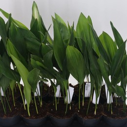 Аспидистра Элатиор ( Aspidistra Elatior ) W 12 см H 50 см