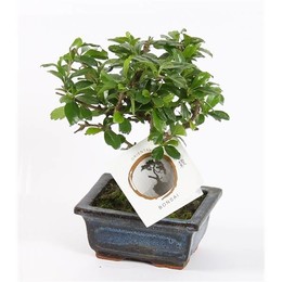 Бонсай, Смешанный Горшок W12 См В Монстре W12 См ( Bonsai Mixed Pot W12cm In W12cm Ceramic ) W 12 см