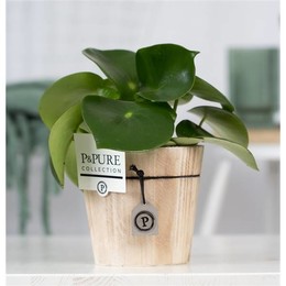 Пеперомия Дождевая Капля Из Чистого Дерева 5 ( Peperomia Raindrop In Pure Wood 5 ) W 12 см H 25 см