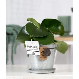 Пеперомия Дождевая Капля В Цинковом Горшке Луиза 3 ( Peperomia Raindrop In Zinc Pot Louise 3 ) W 12