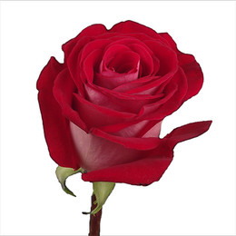 Rosa Latin Lady (Роза Леди) В50 Sunset Valley