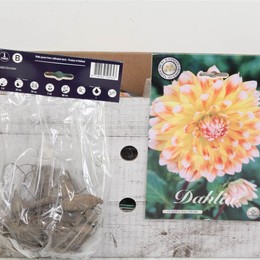 Цветочная луковица Георгин Деко Персики И Сливки ( Flower bulb Dahlia Deco Peaches And Cream ) H 20
