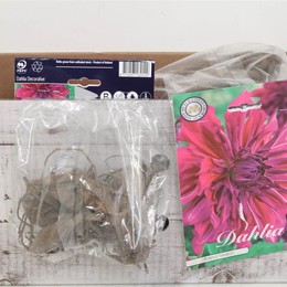 Цветочная луковица Георгин Деко Фиолетовый Тайхейджо X1 ( Flower bulb Dahlia Deco Purple Taiheijo X1