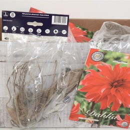 Цветочная луковица Георгин Деко Красный Лабиринт X1 ( Flower bulb Dahlia Deco Red Labyrinth X1 ) H 2
