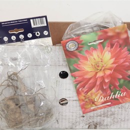Цветочная луковица Георгин Деко Красная Тишина X1 ( Flower bulb Dahlia Deco Red Silence X1 ) H 20 см