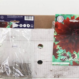 Цветочная луковица Георгин Деко Рип Сити X1 ( Flower bulb Dahlia Deco Rip City X1 ) H 20 см