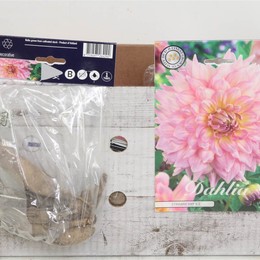 Цветочная луковица Георгин Деко Клубничный Лед X1 ( Flower bulb Dahlia Deco Strawberry Ice X1 ) H 20
