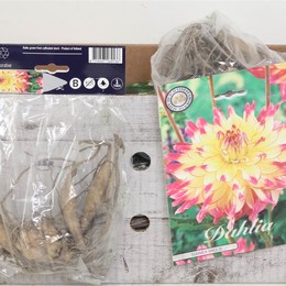 Цветочная луковица Георгин Деко Летний Бриз X1 ( Flower bulb Dahlia Deco Summer Breeze X1 ) H 20 см
