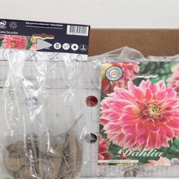 Цветочная луковица Георгин Деко Храм Красоты X1 ( Flower bulb Dahlia Deco Temple Of Beauty X1 ) H 20