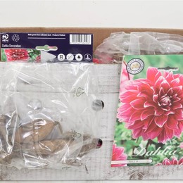 Цветочная луковица Георгин Деко Дядя B X1 ( Flower bulb Dahlia Deco Uncle B X1 ) H 20 см