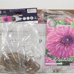 Цветочная луковица Георгин Деко Вассио Меггос X1 ( Flower bulb Dahlia Deco Vassio Meggos X1 ) H 20 с