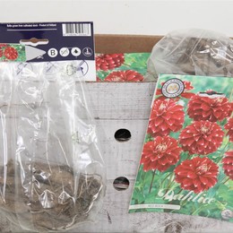 Цветочная луковица Георгин Помпон Красный Камень X1 ( Flower bulb Dahlia Pompon Red Rock X1 ) H 20 с
